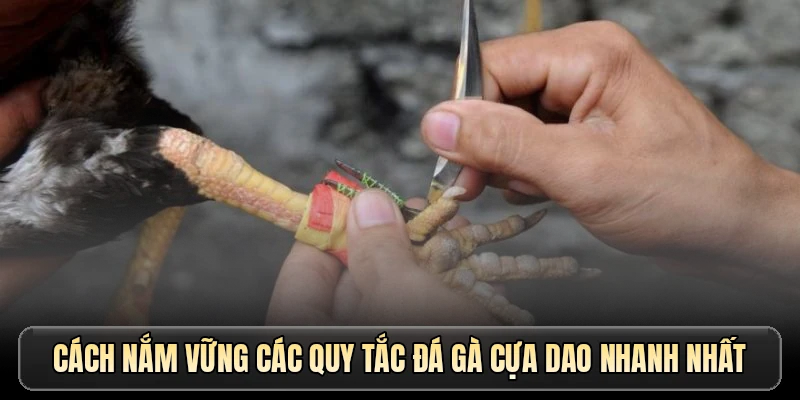 Cách nắm vững các quy tắc đá gà cựa dao nhanh nhất