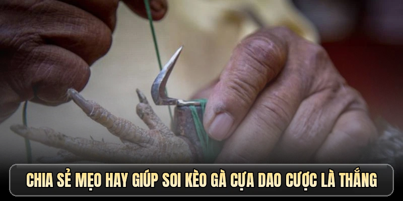 Chia sẻ mẹo hay giúp soi kèo gà cựa dao cược là thắng