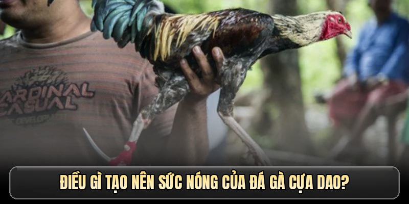 Điều gì tạo nên sức nóng của đá gà cựa dao?